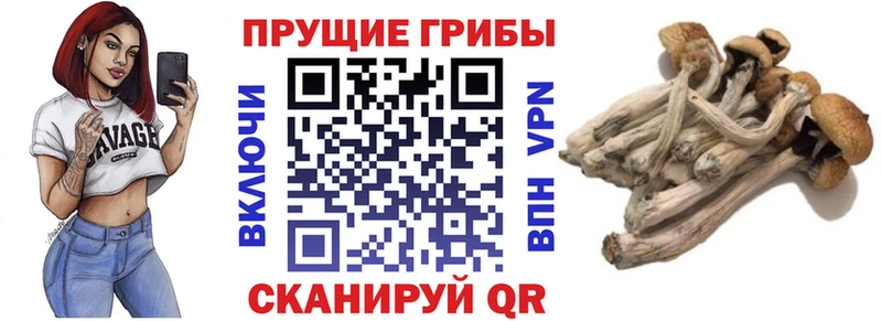 Псилоцибиновые грибы Cubensis  цена   Каневская 